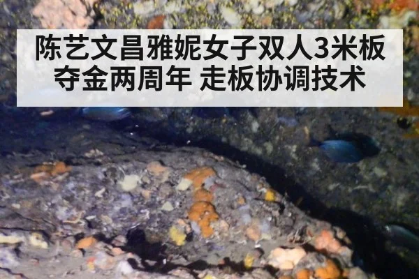 陈艺文昌雅妮女子双人3米板夺金两周年 走板协调技术